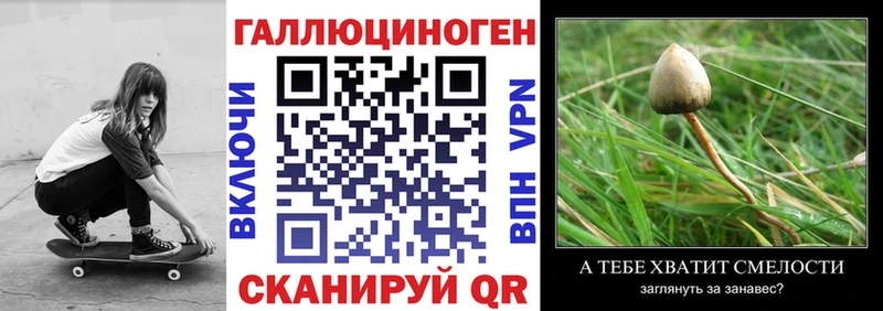 закладка  Куровское  Псилоцибиновые грибы Psilocybine cubensis 